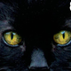 Image for article titled Charm and cats abound in The Good, The Bad, And The Furry